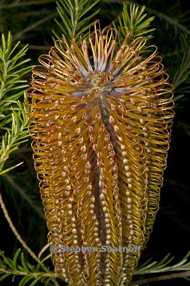 banksia ericifolia 1 graphic